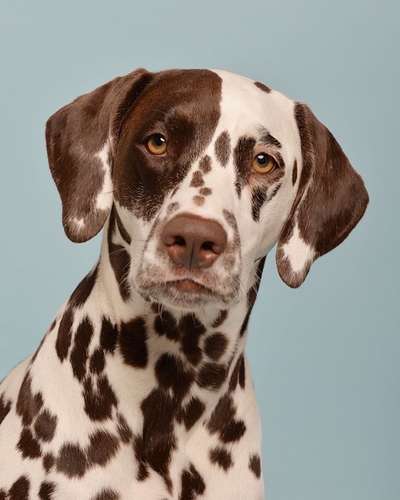 Dogorama Photo Challenge - Portrait-Beitrag-Bild