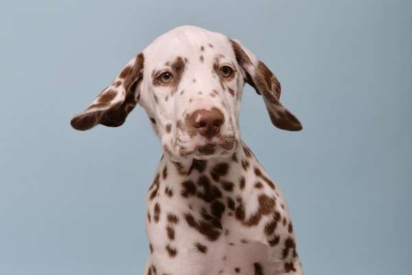 Dogorama Photo Challenge - Portrait-Beitrag-Bild