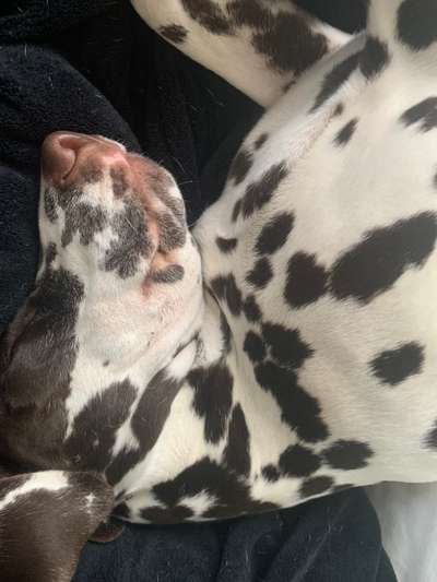 Hier ist der Spaßthread. Zum Schmunzeln und Kaputtlachen-Beitrag-Bild