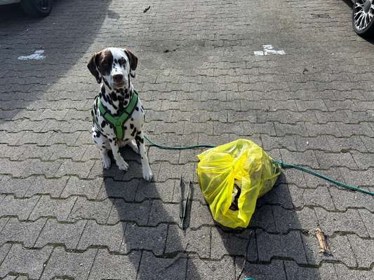 Challenge – Gassi & Clean-Beitrag-Bild