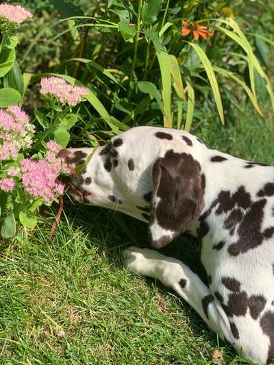 Fotochallenge 87: Im Park-Beitrag-Bild