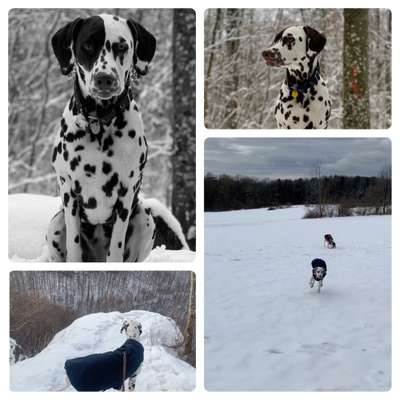 24. Collage-Challenge  *Hund im Schnee*-Beitrag-Bild