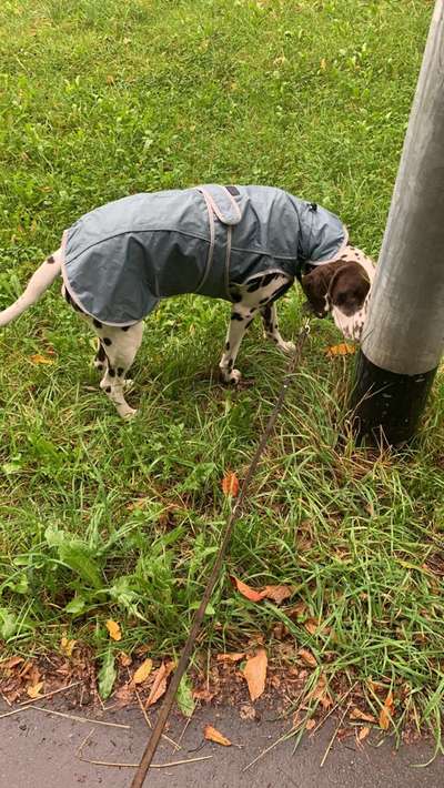 Hundekleidung - Top oder Flop-Beitrag-Bild