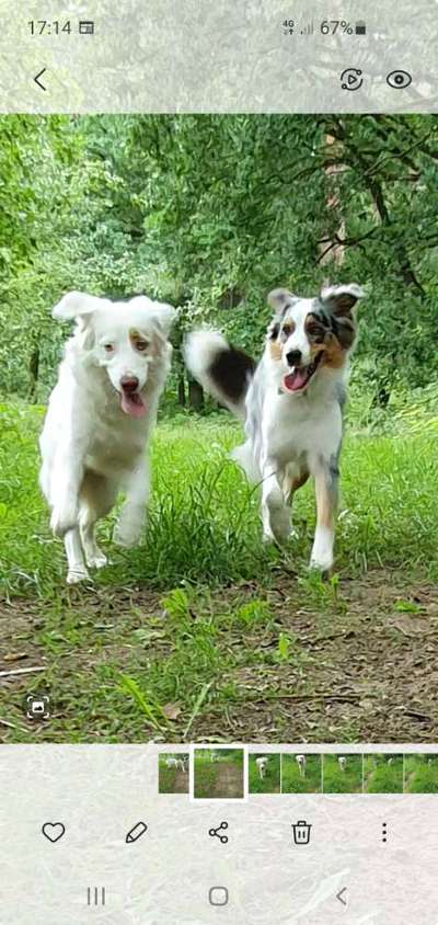 Welche Hunderasse-Beitrag-Bild