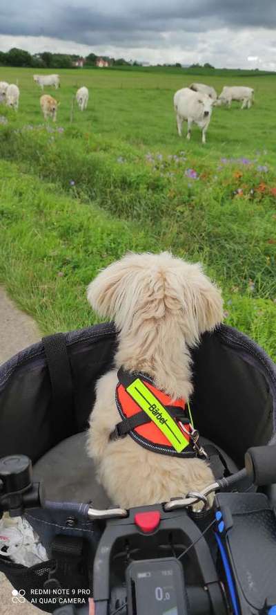Radfahren mit Hund-Beitrag-Bild