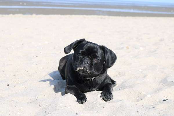 Die Dogorama Wochen Challenge: “Dein Hund im Urlaub”-Beitrag-Bild