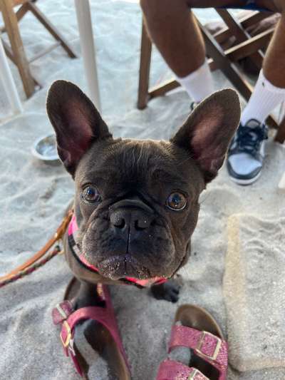 Hundetreffen-Spazieren gehen-Bild