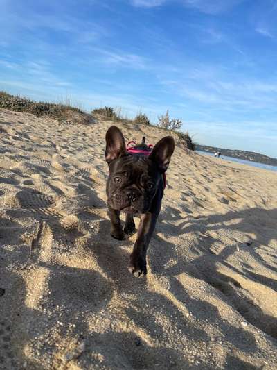 Fotochallenge 66 ~ Rennaction -Zeig deinen Hund im Lauf-Beitrag-Bild