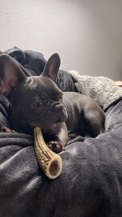 Dogorama Photo Challenge - Lieblingsspielzeug!-Beitrag-Bild