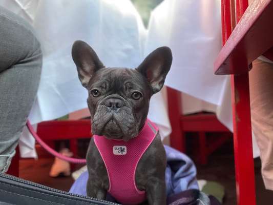 Französische Bulldoggen-Beitrag-Bild