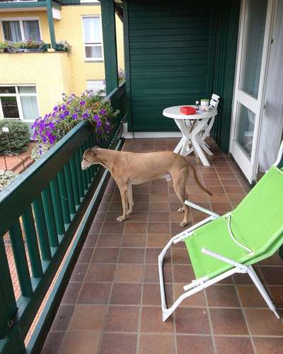 Windhunde - Treffen der besonderen Schönheiten
HERZLICH WILLKOMMEN-Beitrag-Bild