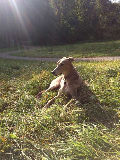 Windhunde - Treffen der besonderen Schönheiten
HERZLICH WILLKOMMEN-Beitrag-Bild
