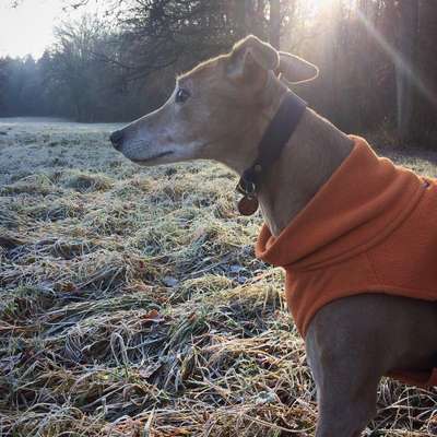 Windhunde - Treffen der besonderen Schönheiten
HERZLICH WILLKOMMEN-Beitrag-Bild