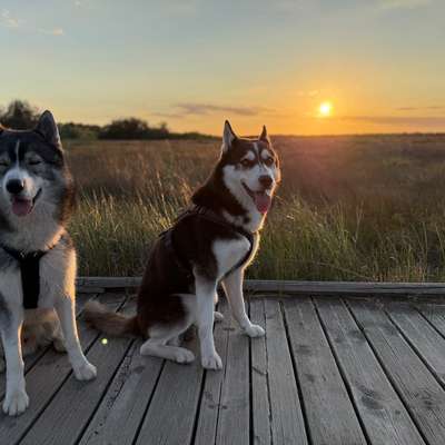 Husky-Beitrag-Bild
