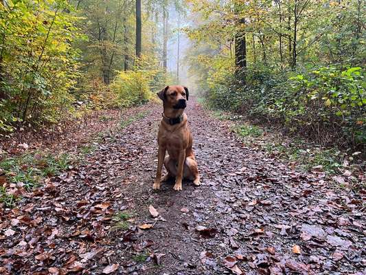 Rhodesian Ridgeback-Beitrag-Bild