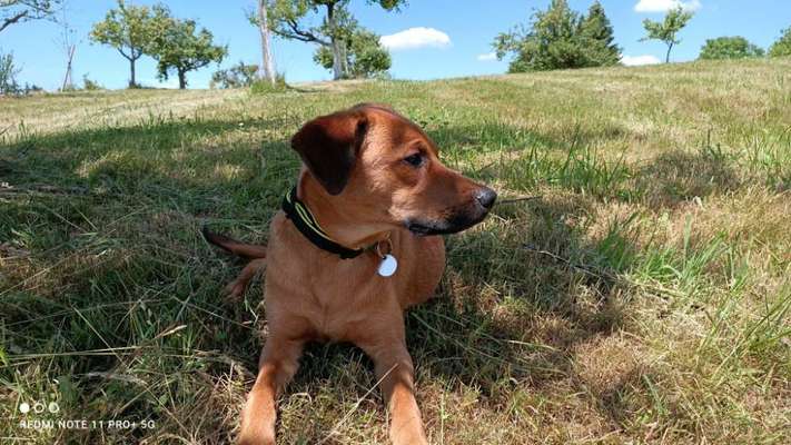 Rhodesian Ridgeback-Beitrag-Bild