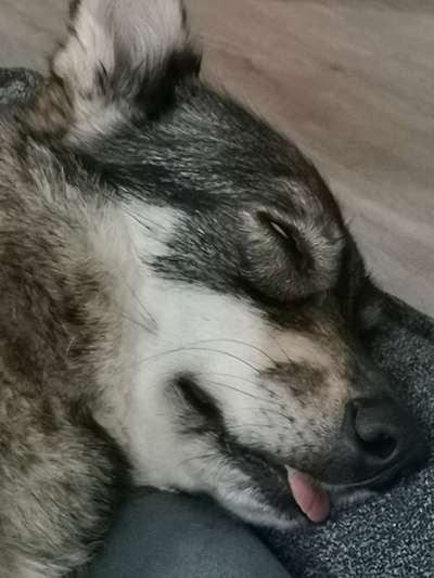 Zeigt mir die lustigsten Schlafpositionen eurer Fellnasen-Beitrag-Bild