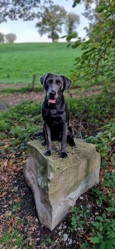 Dogorama Photo Challenge - Gassipause-Beitrag-Bild