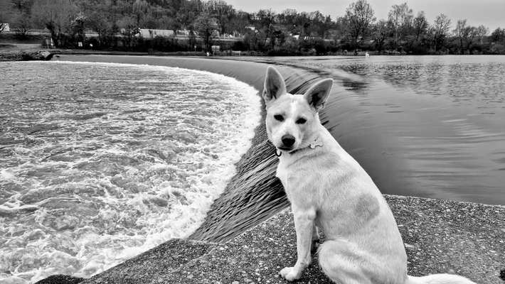 Hundetreffen-Gemeinsames Gassi gehen und etwas trainieren-Bild