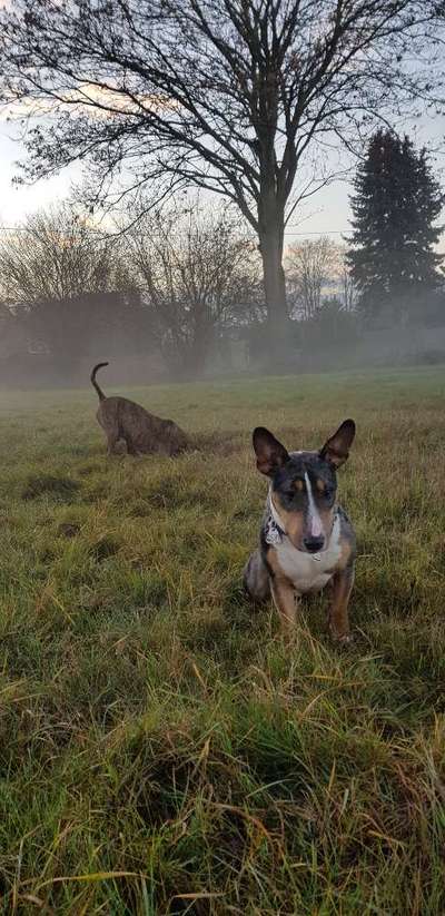 Französische Bulldogge Miniatur Bullterrier Mix-Beitrag-Bild