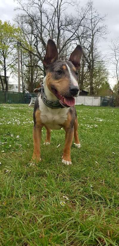 Miniatur Bull Terrier-Beitrag-Bild