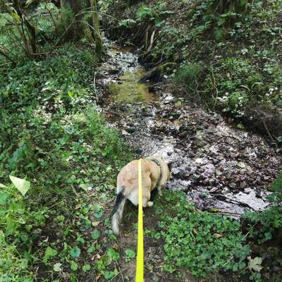 Hundetreffen-Gassigehen in Schriesheim / Altenbach-Bild