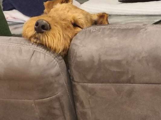 Airedale Terrier-Beitrag-Bild