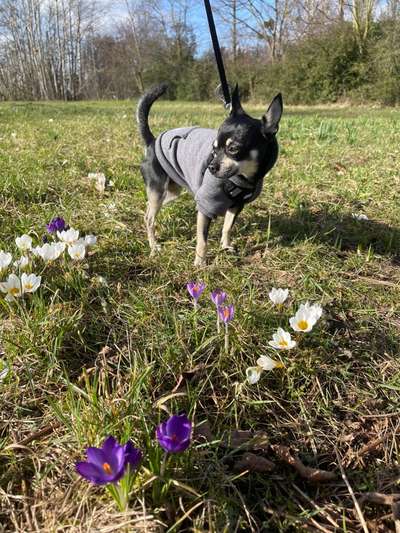 Hundetreffen-Treffen zum Spielen-Bild