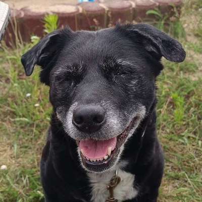 Hundetreffen-Omi sucht Unterhaltung-Bild
