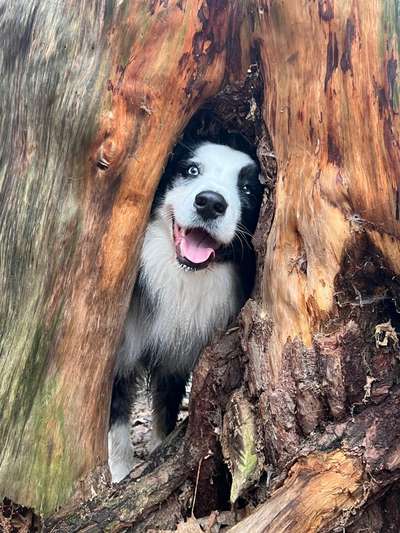 Dogorama Photo Challenge - Be my valentine-Beitrag-Bild