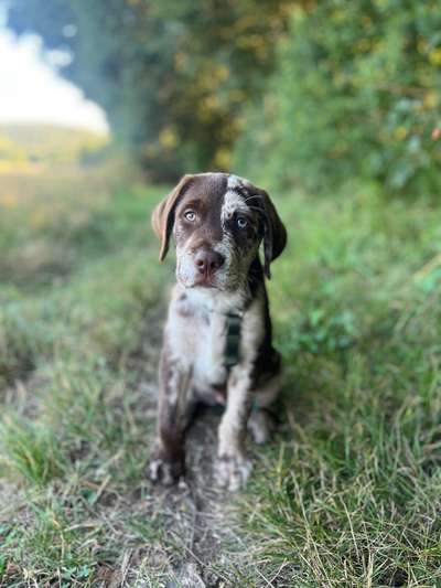 Unsere Fellnasen-Vielfalt im Überblick!-Beitrag-Bild
