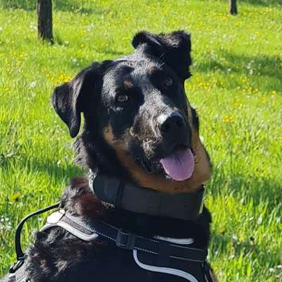 Hundetreffen-Gassi gehen-Profilbild