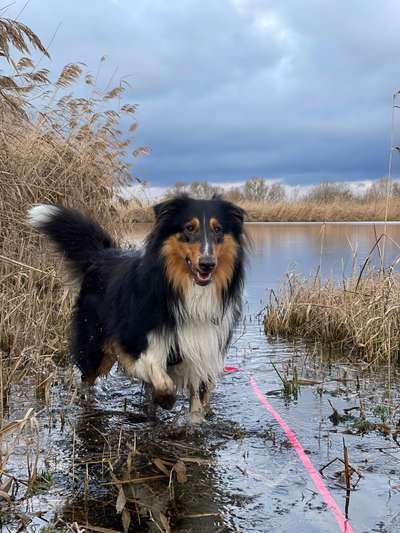 Langhaar Collies-Beitrag-Bild