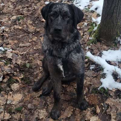 Hundetreffen-Spiel-/Gassirunde-Bild