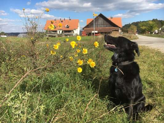 Die Dogorama Monats Challenge "Es grünt und blüht"-Beitrag-Bild