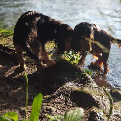 Hundeauslaufgebiet-Wickingerufer-Bild