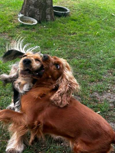 Lustigsten Grimassen von euren Hunden-Beitrag-Bild