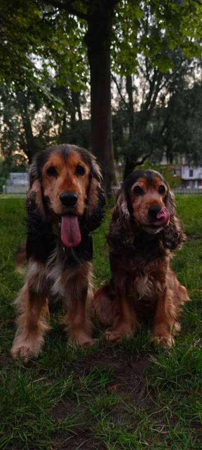 Unkastrierte Hündin und unkastrierten Rüden gemeinsm halten-Beitrag-Bild