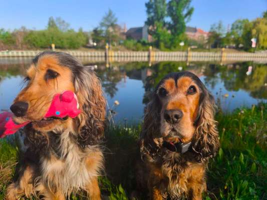 Toolbox zur Unterstützung gestresster Hunde-Beitrag-Bild