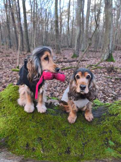 Dummy Training mit zwei Hunden-Beitrag-Bild