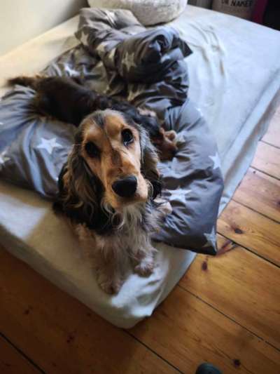 Darf der Hund bei Euch im Bett schlafen?-Beitrag-Bild