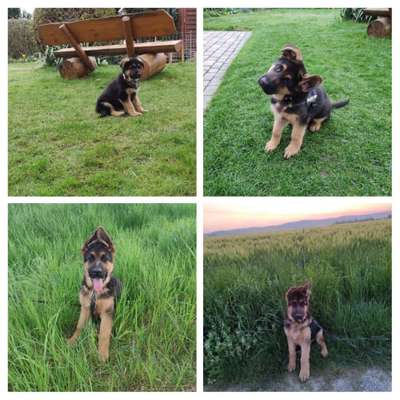 Welpen Bilder !-Beitrag-Bild