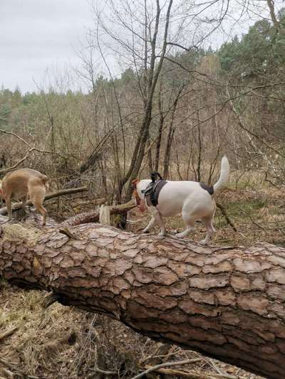 Fotochallenge No. 26                                     Wald und Wiese-Beitrag-Bild