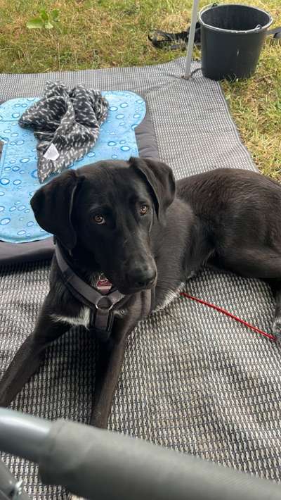 Hundetreffen-Gassirunde, Social Walk-Bild