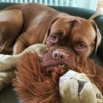 Seltene Rassen!-Beitrag-Bild