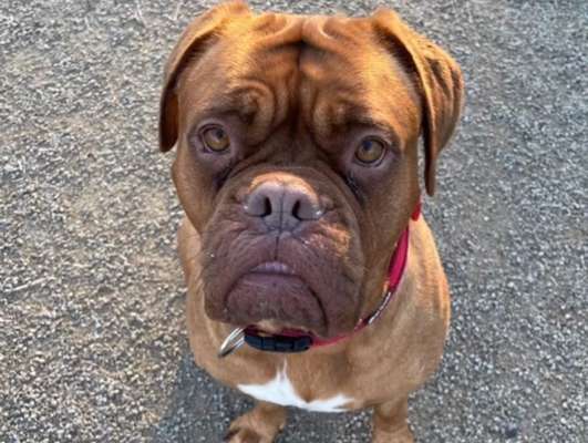 Bordeaux Dogge-Beitrag-Bild