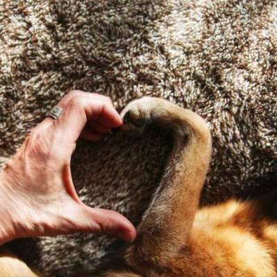 Titelbild Gruppe Poesie für unsere Hunde