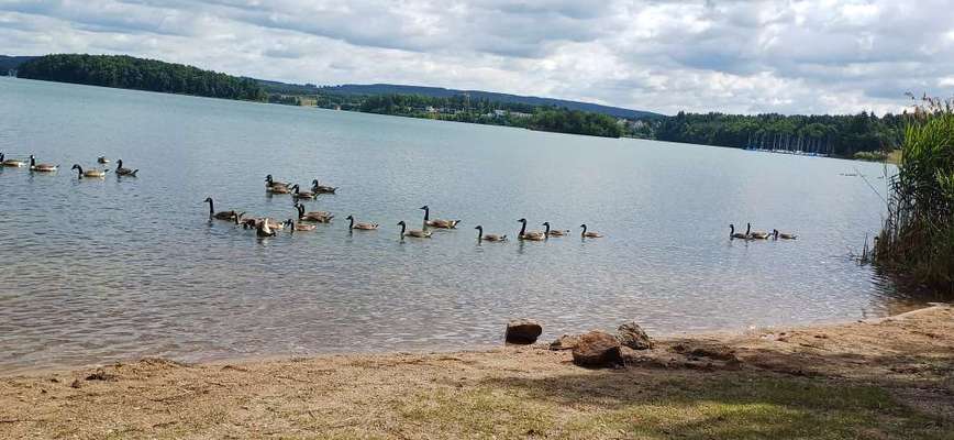 Dürfen unsere Hunde noch ins Wasser – oder ist das schon fahrlässig? 💦🐶-Beitrag-Bild