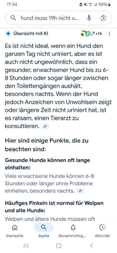 Hündin will Abends nicht mehr Pipi-Beitrag-Bild