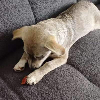 Eure Must-haves bei Welpen-Beitrag-Bild